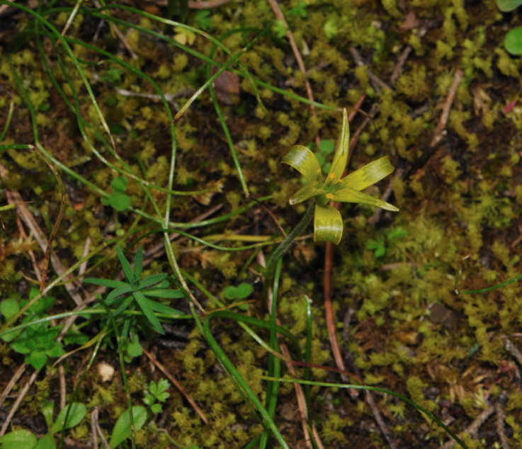 Fiore da determinare - Gagea sp.